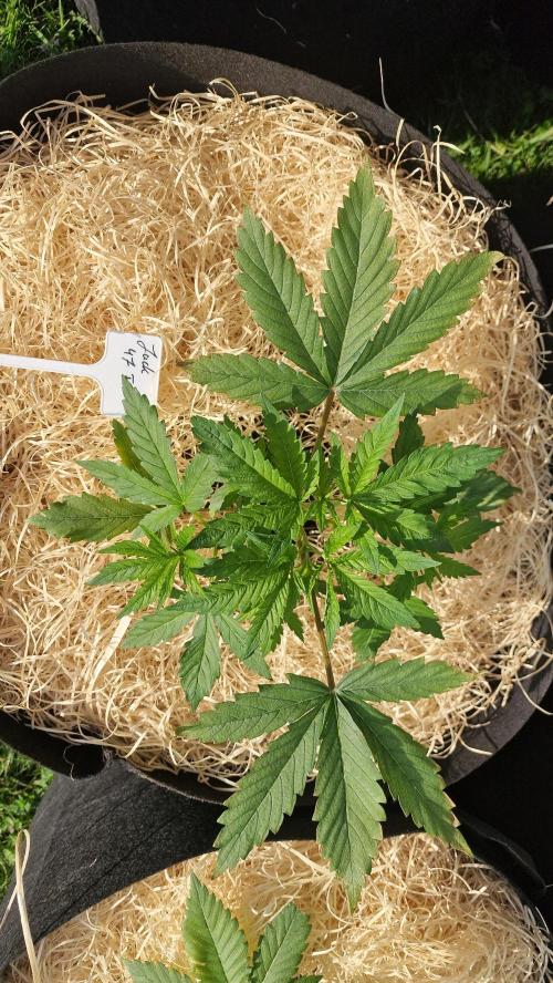 outdoor grow NRW '26. Week 6