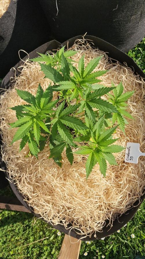 outdoor grow NRW '26. Week 6