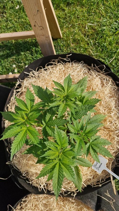 outdoor grow NRW '26. Week 6