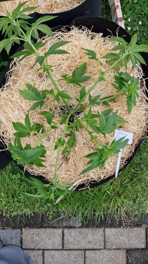 outdoor grow NRW '26. Week 7 - Blue Dream