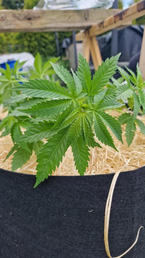 outdoor grow NRW '26. Week 7 - Blue Dream