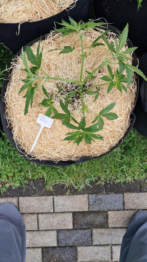 outdoor grow NRW '26. Week 7 - Jack 47
