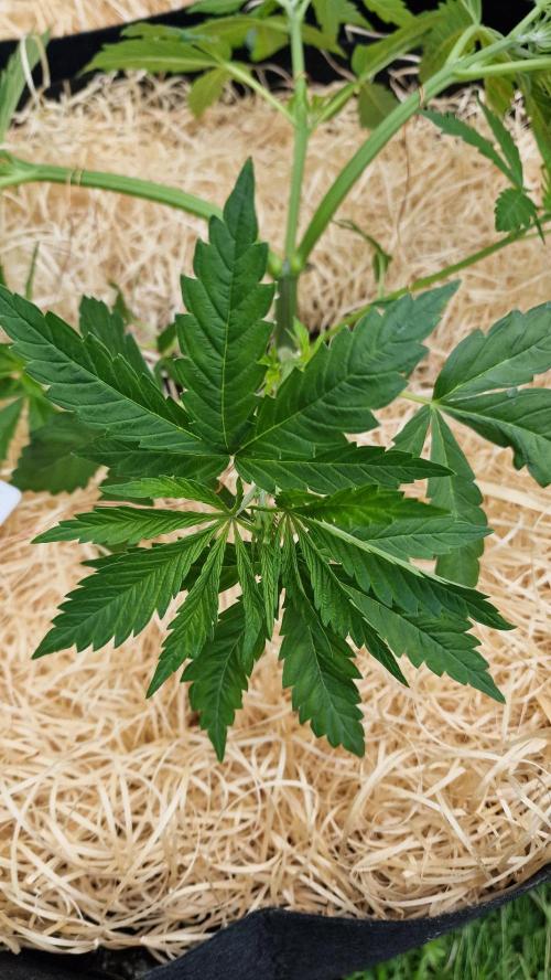 outdoor grow NRW '26. Week 7 - Jack 47