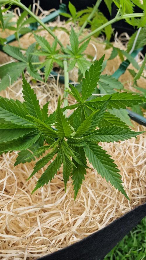 outdoor grow NRW '26. Week 7 - Cinderella 99