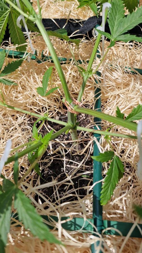 Dutch Passion Outdoor Grow 26 NRW. Week 7 - Frisian Dew