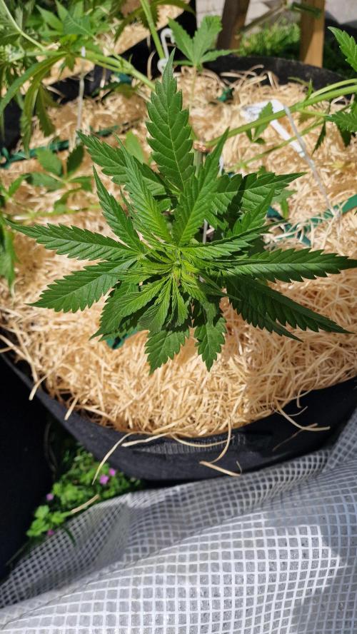 Dutch Passion Outdoor Grow 26 NRW. Week 7 - Frisian Dew
