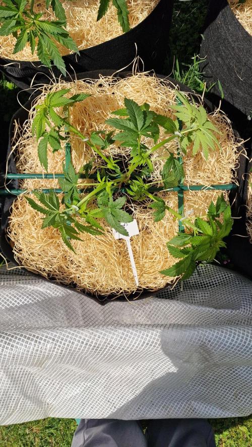 Dutch Passion Outdoor Grow 26 NRW. Week 7 - Holland's Hope 