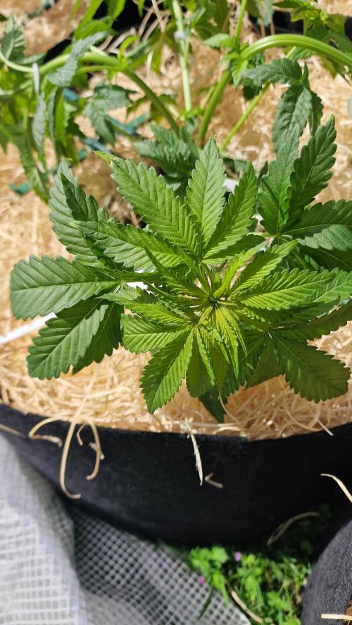 Dutch Passion Outdoor Grow 26 NRW. Week 7 - Holland's Hope 