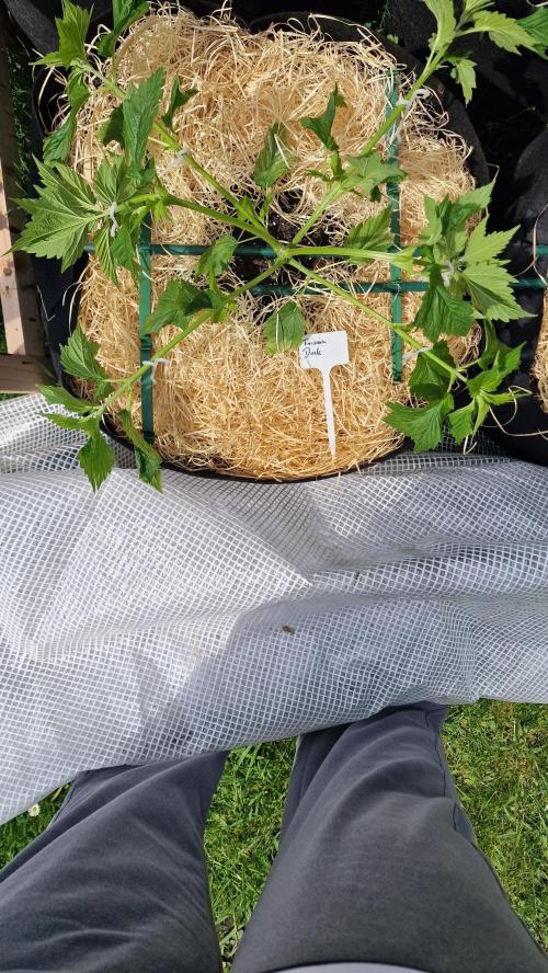 Dutch Passion Outdoor Grow 26 NRW. Week 7 - Frisian Duck