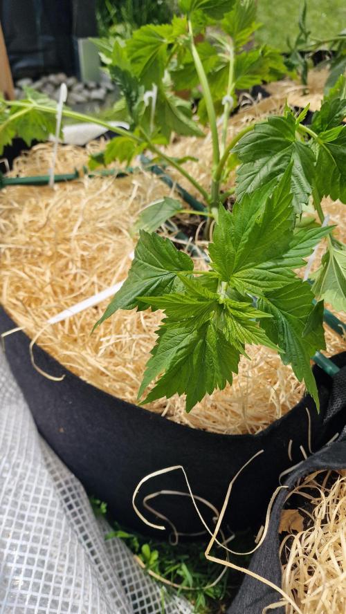 Dutch Passion Outdoor Grow 26 NRW. Week 7 - Frisian Duck 