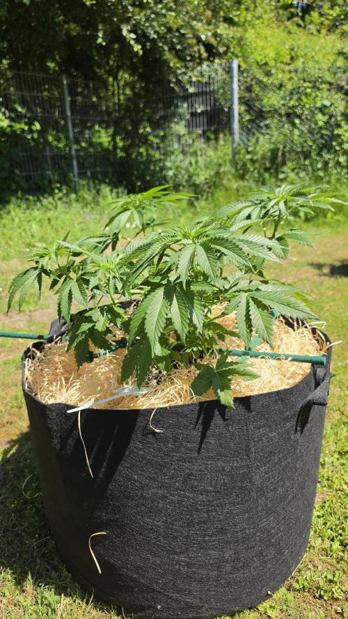 Dutch Passion Outdoor Grow 26 NRW. Week 8 - Holland's Hope
