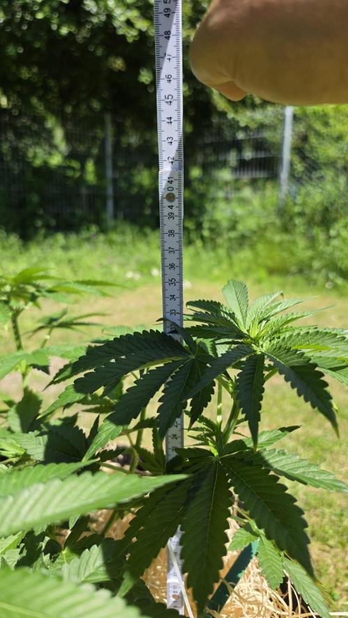Dutch Passion Outdoor Grow 26 NRW. Week 8 - Holland's Hope