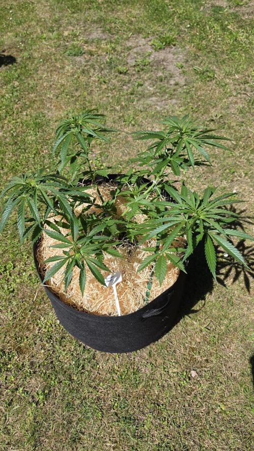 Dutch Passion Outdoor Grow 26 NRW. Week 8 - Frisian Duck