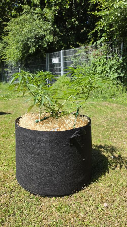 Dutch Passion Outdoor Grow 26 NRW. Week 8 - Frisian Duck
