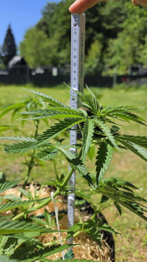 Dutch Passion Outdoor Grow 26 NRW. Week 8 - Frisian Duck
