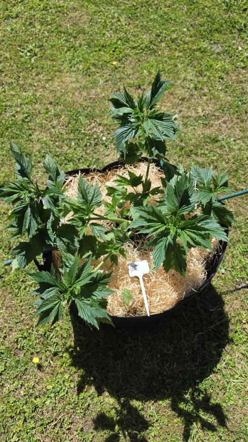 Dutch Passion Outdoor Grow 26 NRW. Week 8 - Frisian Dew