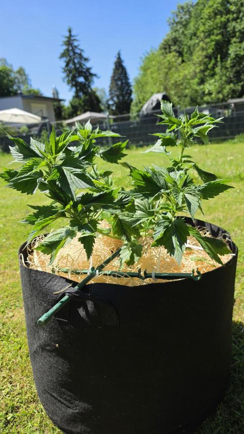 Dutch Passion Outdoor Grow 26 NRW. Week 8 - Frisian Dew