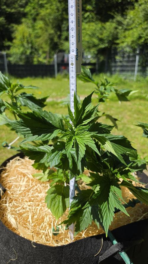 Dutch Passion Outdoor Grow 26 NRW. Week 8 - Frisian Dew