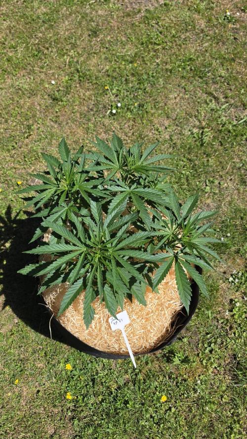 outdoor grow NRW '26. Week 8 - Jack 47 F1