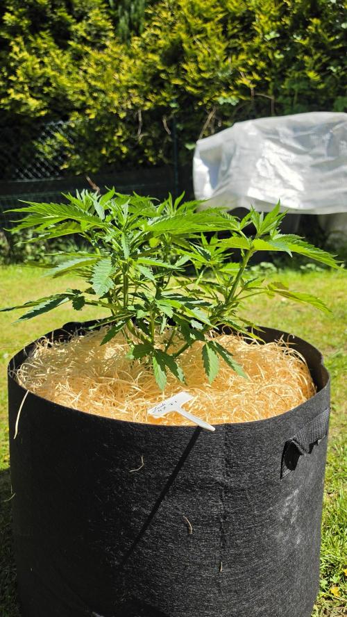 outdoor grow NRW '26. Week 8 - Jack 47 F1
