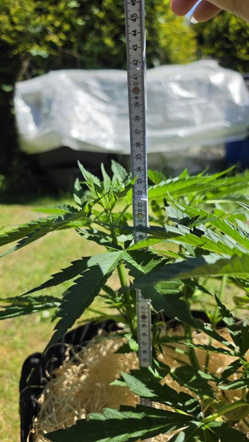 outdoor grow NRW '26. Week 8 - Jack 47 F1