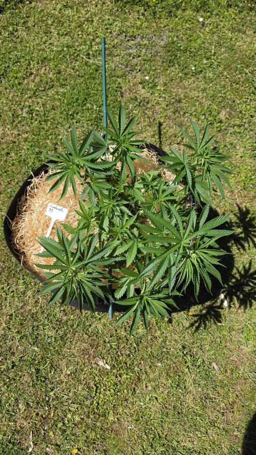 outdoor grow NRW '26. Week 8 - Cindarella 99