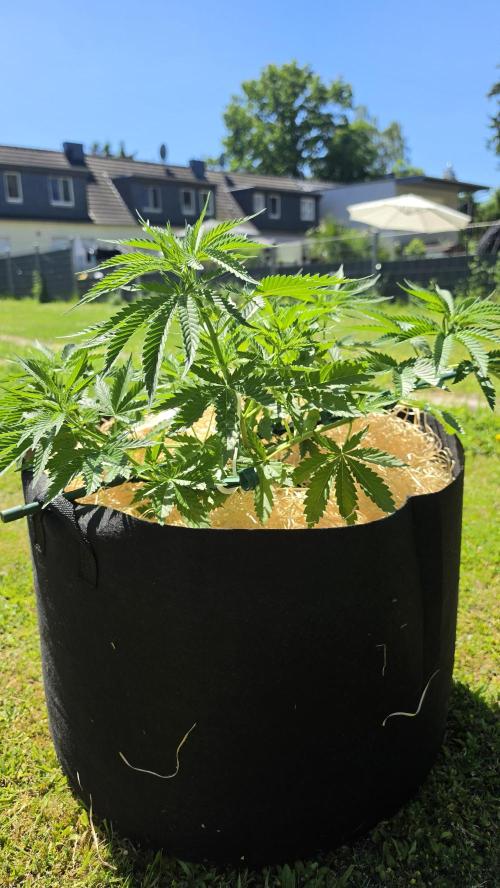 outdoor grow NRW '26. Week 8 - Cindarella 99