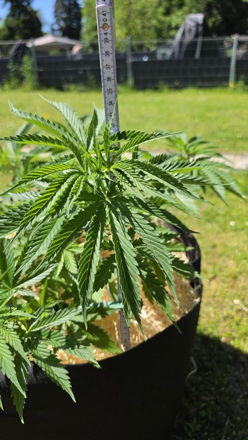 outdoor grow NRW '26. Week 8 - Cindarella 99