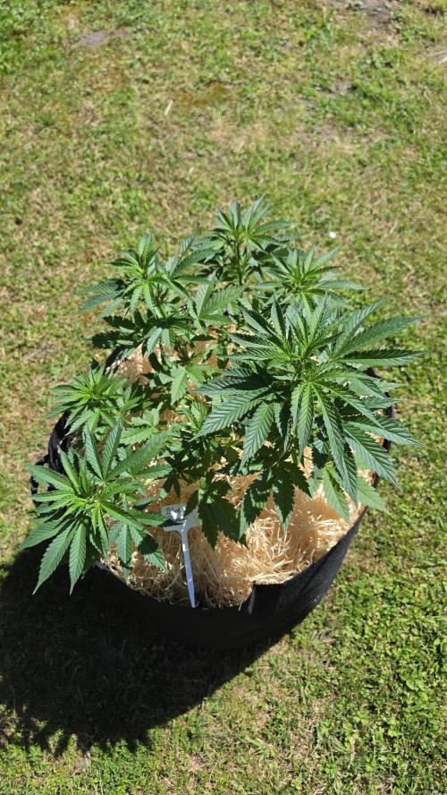 outdoor grow NRW '26. Week 8 - Blue Dream