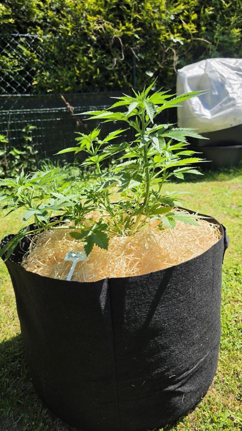 outdoor grow NRW '26. Week 8 - Blue Dream