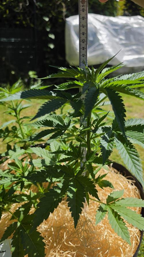 outdoor grow NRW '26. Week 8 - Blue Dream