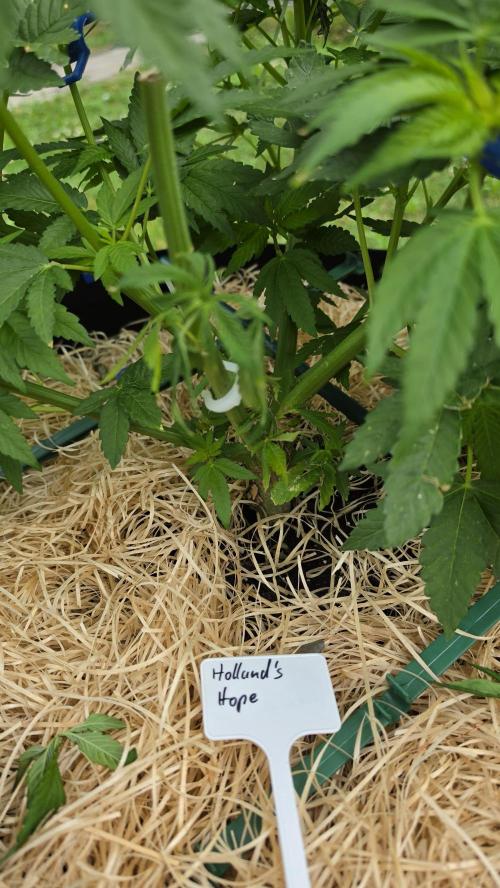 Dutch Passion Outdoor Grow 26 NRW. Week 9 - Holland's Hope 