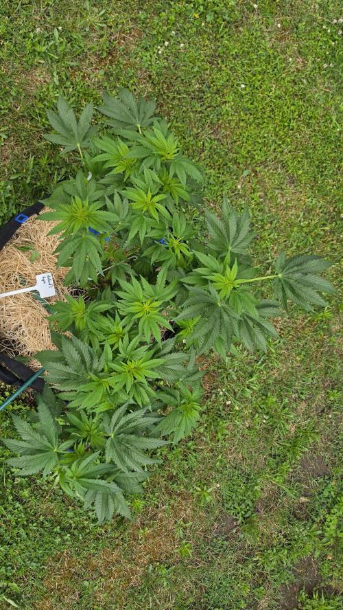 Dutch Passion Outdoor Grow 26 NRW. Week 9 - Holland's Hope 