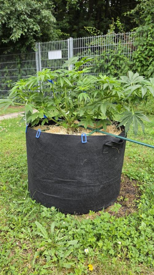 Dutch Passion Outdoor Grow 26 NRW. Week 9 - Holland's Hope 