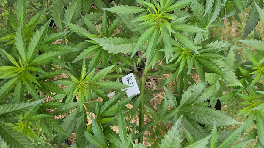 Dutch Passion Outdoor Grow 26 NRW. Week 9 - Frisian Dew 