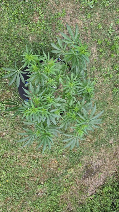 Dutch Passion Outdoor Grow 26 NRW. Week 9 - Frisian Dew