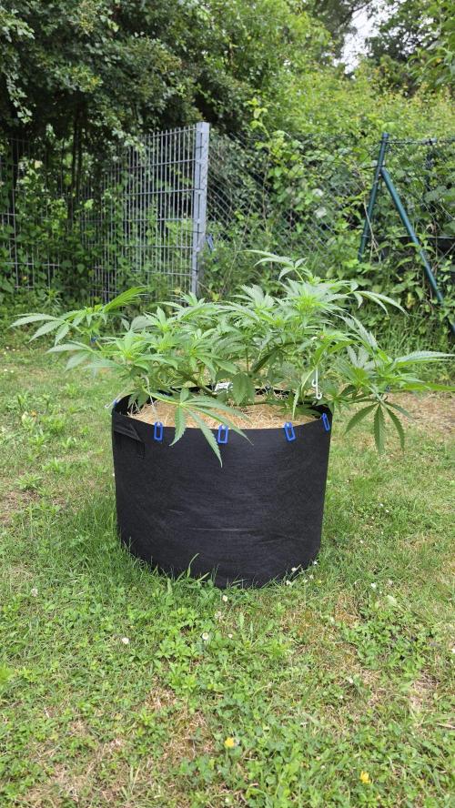 Dutch Passion Outdoor Grow 26 NRW. Week 9 - Frisian Dew