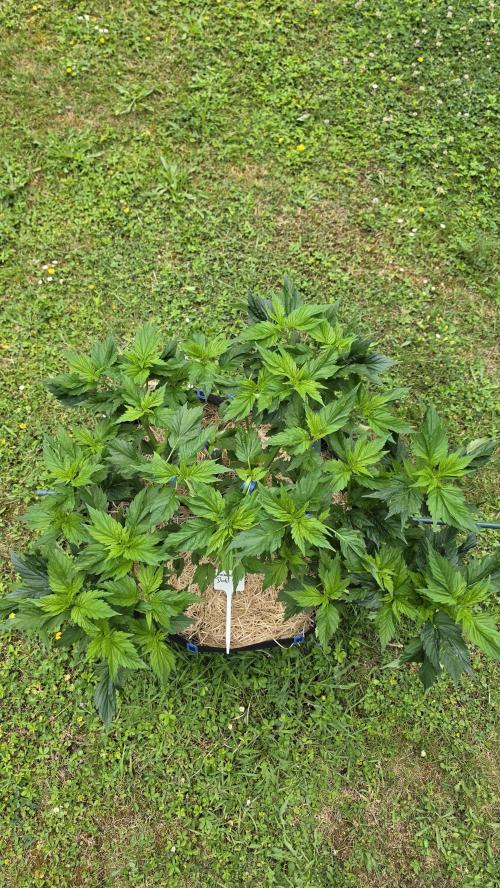 Dutch Passion Outdoor Grow 26 NRW. Week 9 - Frisian Duck 