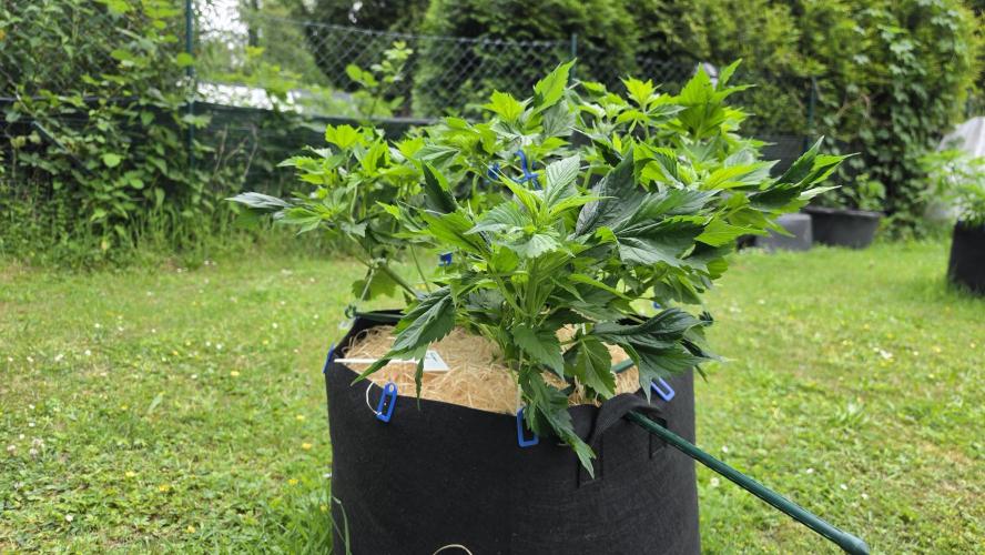 Dutch Passion Outdoor Grow 26 NRW. Week 9 - Frisian Duck
