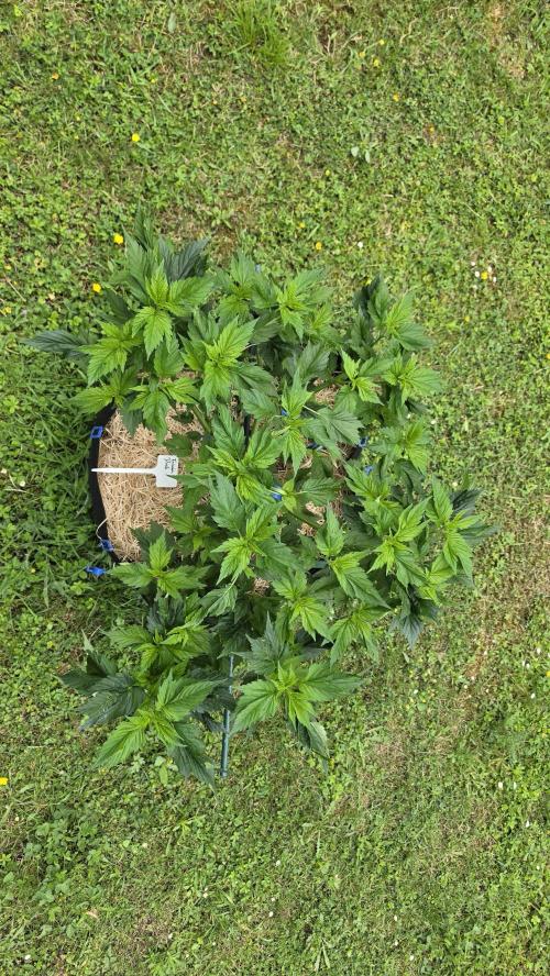 Dutch Passion Outdoor Grow 26 NRW. Week 9 - Frisian Duck