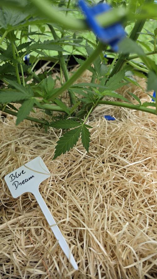 outdoor grow NRW '26. Week 9 - Blue Dream 