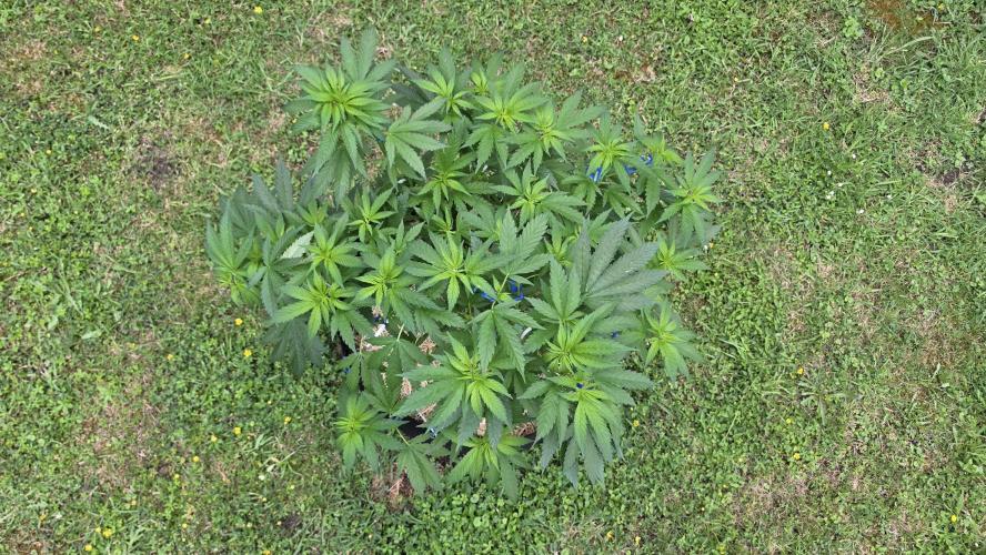 outdoor grow NRW '26. Week 9 - Blue Dream