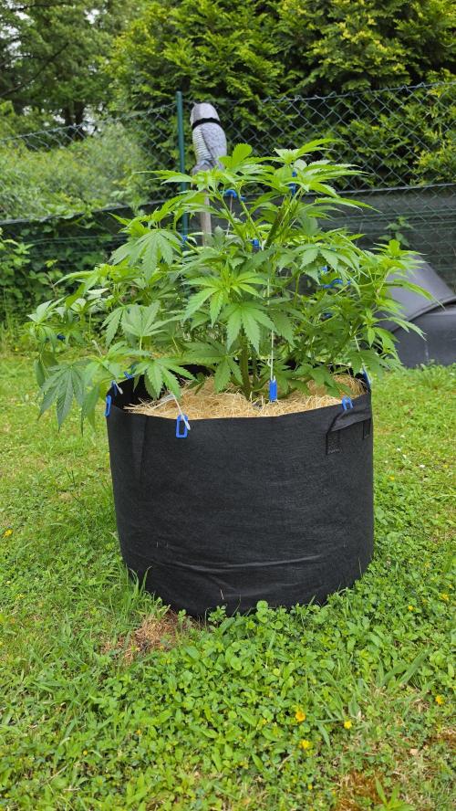 outdoor grow NRW '26. Week 9 - Blue Dream