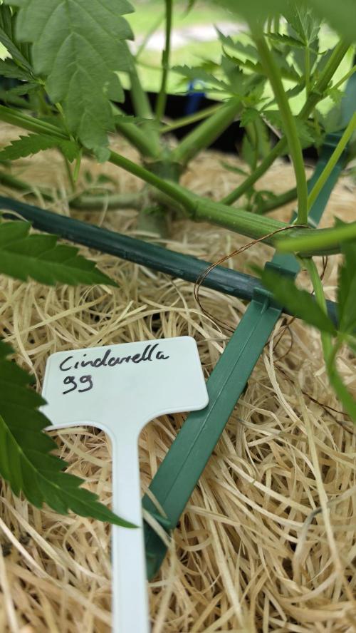 outdoor grow NRW '26. Week 9 - Cinderella 99