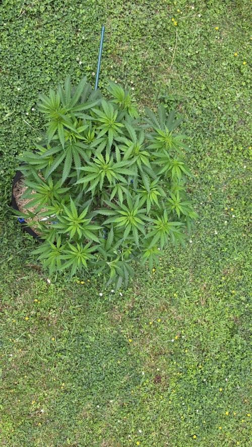 outdoor grow NRW '26. Week 9 - Cinderella 99