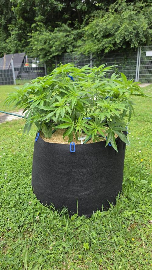 outdoor grow NRW '26. Week 9 - Cinderella 99