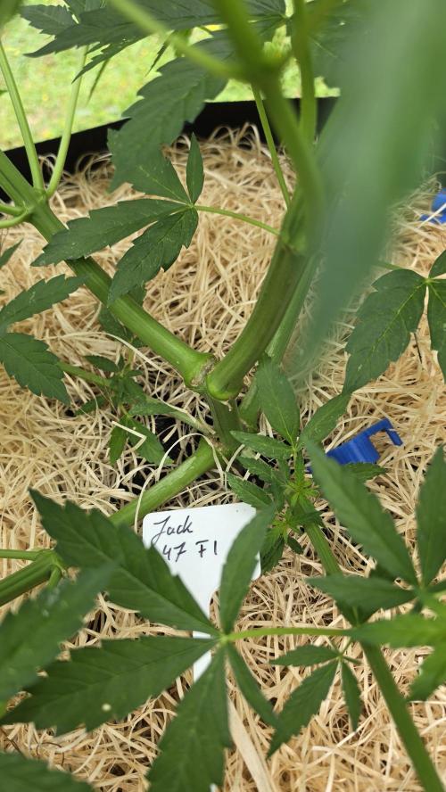 outdoor grow NRW '26. Week 9 - Jack 47 F1