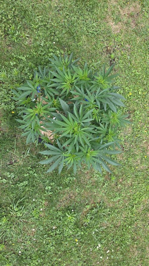 outdoor grow NRW '26. Week 9 - Jack 47 F1
