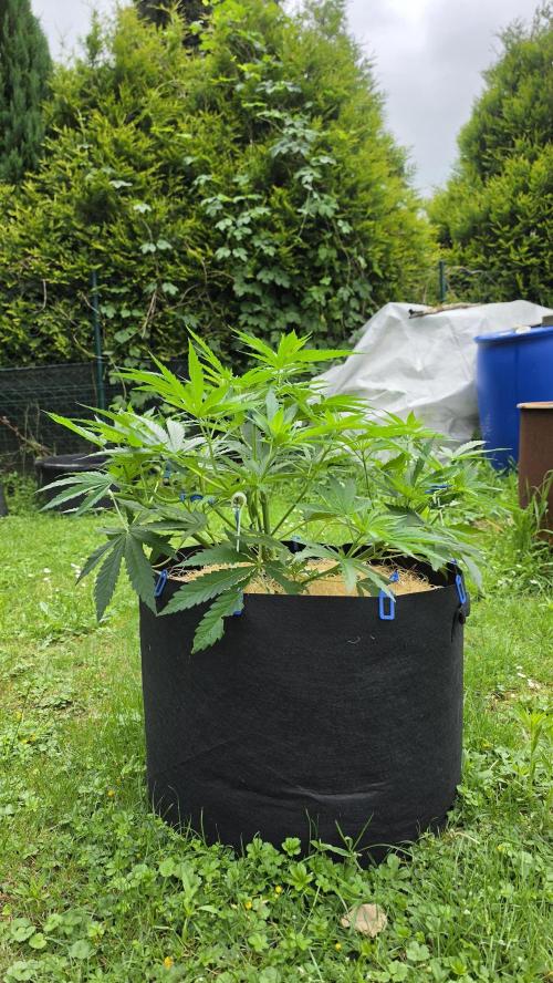 outdoor grow NRW '26. Week 9 - Jack 47 F1