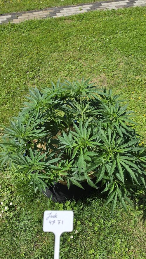 outdoor grow NRW '26. Week 10 - Jack 47 F1